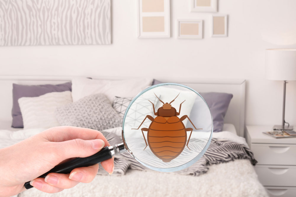 How To Get Rid Of Bed Bugs