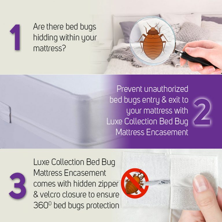 Bed Bugs Mattress Protector Protect From Bed Bug Bites And Infestation