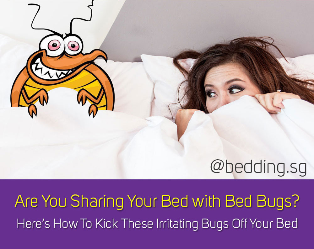 Get Rid Of Bed Bugs Singapore